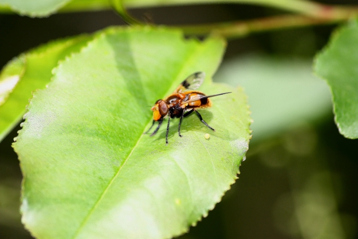 Volucella inflata